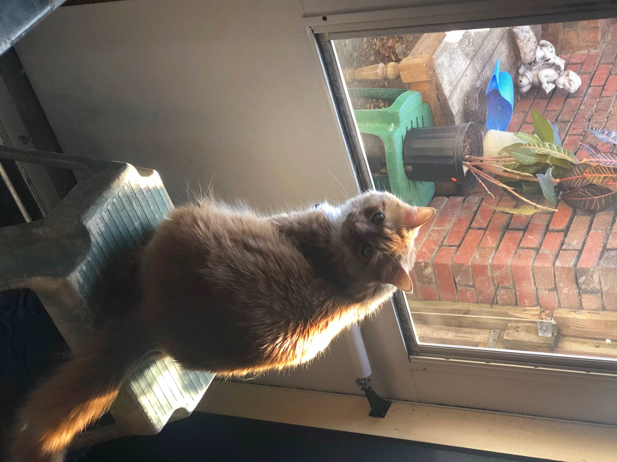 Shelby is registered to the contest to win money with this photo: brown, carnivore, cat, comfort, domestic_short_haired_cat, fawn, felidae, fur, glass, hardwood, plant, room, small_to_medium_sized_cats, tail, tints_and_shades, whiskers, window, wood