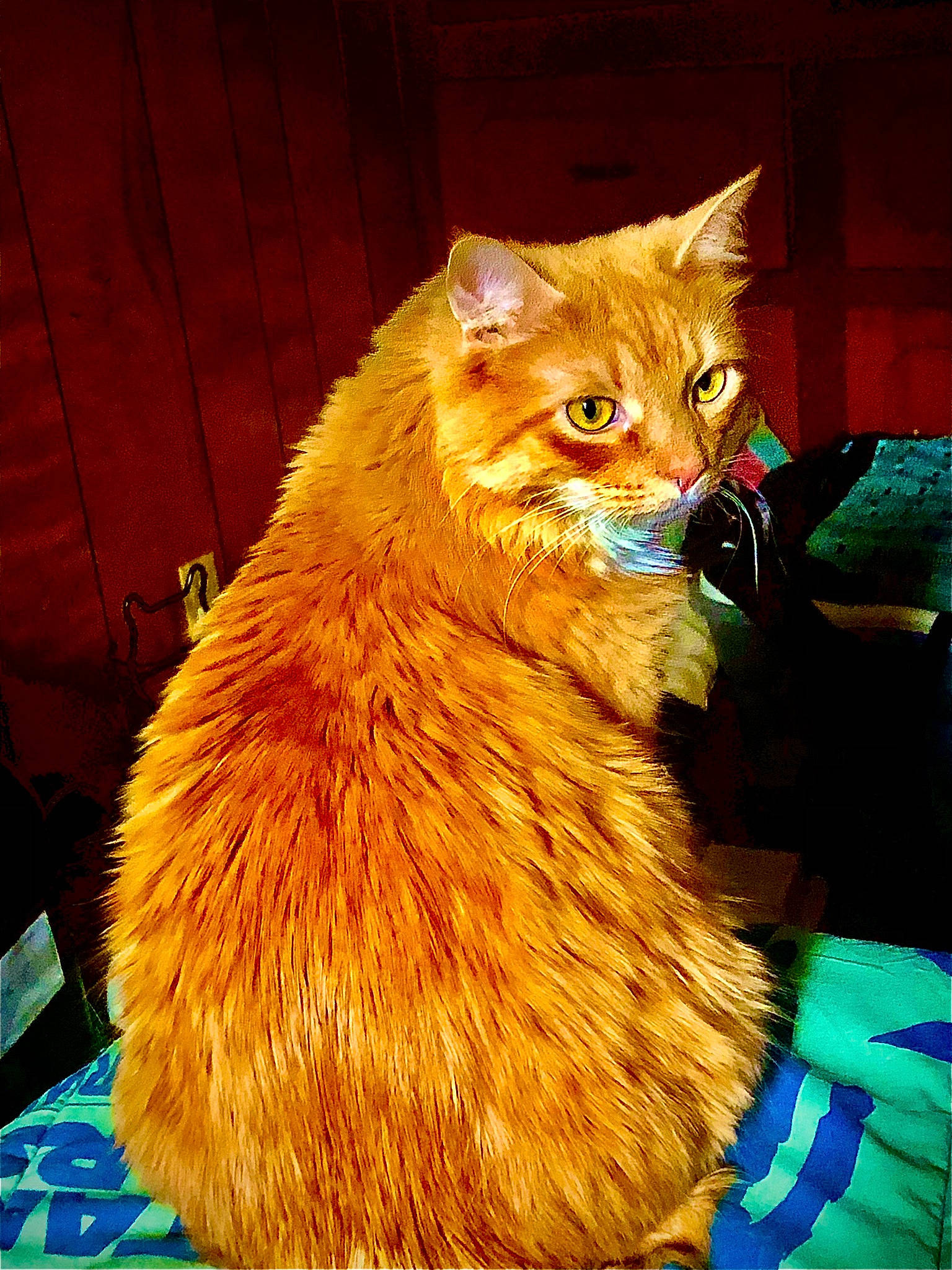 Shelby is registered to the contest to win money with this photo: carnivore, cat, claw, domestic_short_haired_cat, electric_blue, event, fawn, felidae, fur, orange, paw, ragdoll, small_to_medium_sized_cats, snout, tail, terrestrial_animal, whiskers, wood