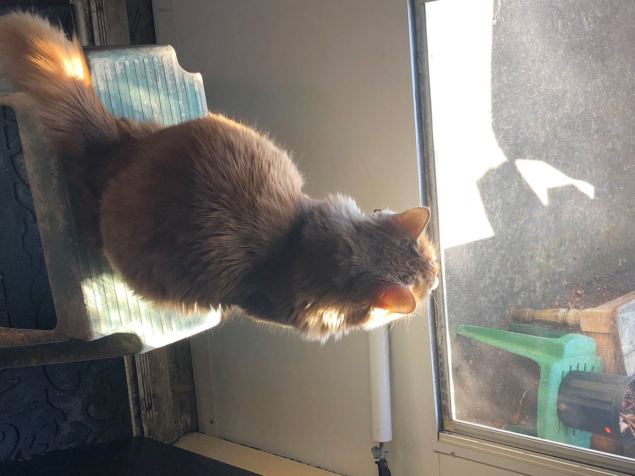 Shelby is registered to the contest to win money with this photo: carnivore, cat, comfort, domestic_short_haired_cat, felidae, fur, glass, room, shadow, small_to_medium_sized_cats, snout, tail, tints_and_shades, vertebrate, whiskers, window, wood