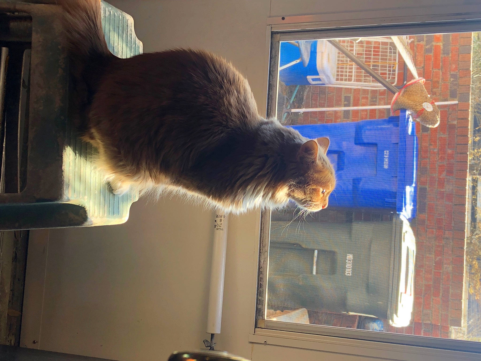 Shelby joined the competition — help win amazing prizes! carnivore, cat, domestic_short_haired_cat, electric_blue, felidae, fur, machine, pet_supply, small_to_medium_sized_cats, snout, tail, terrestrial_animal, whiskers