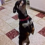 animal, black_dog, brown_dog, cabinet, collar, cute, dog, domestic, floor, furniture, home, household, indoor, kitchen, looking_up, mammal, pet, small_dog, standing, tile_floor