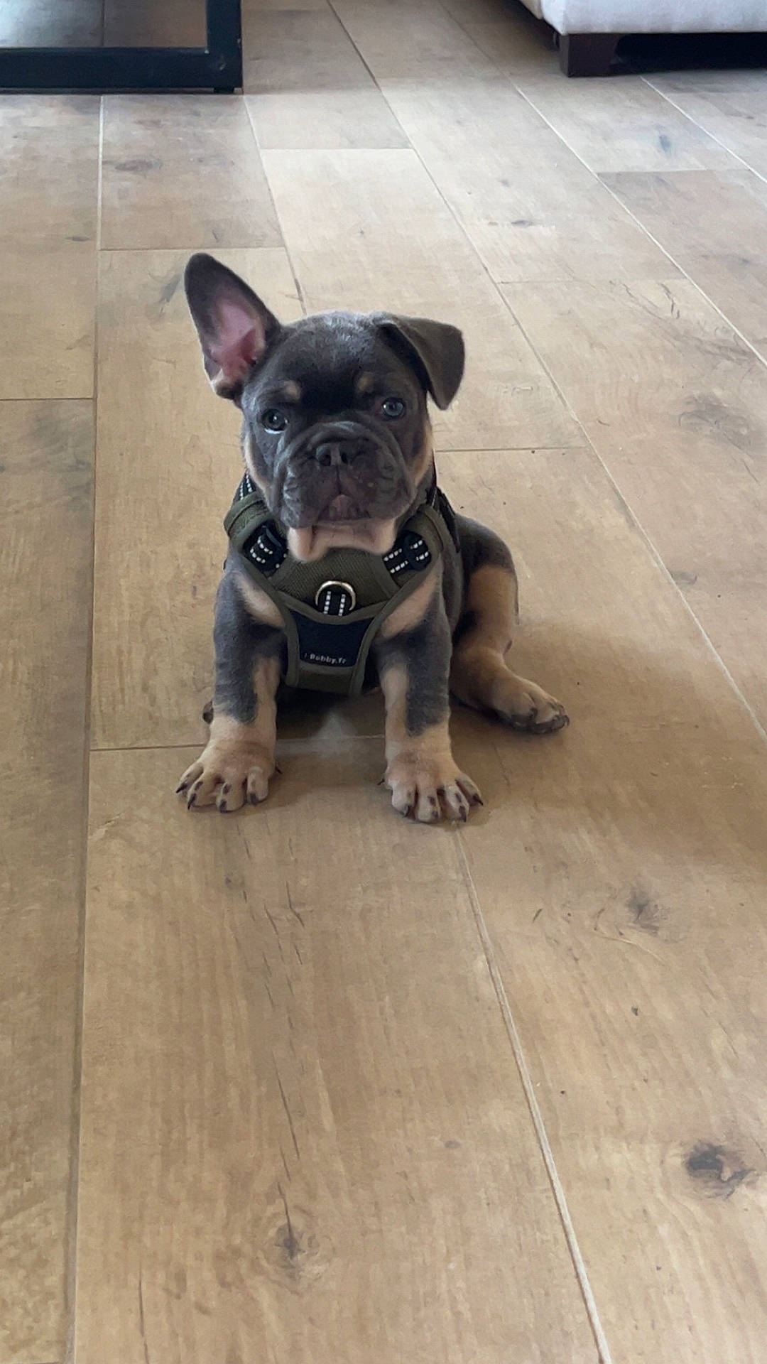 Baloo