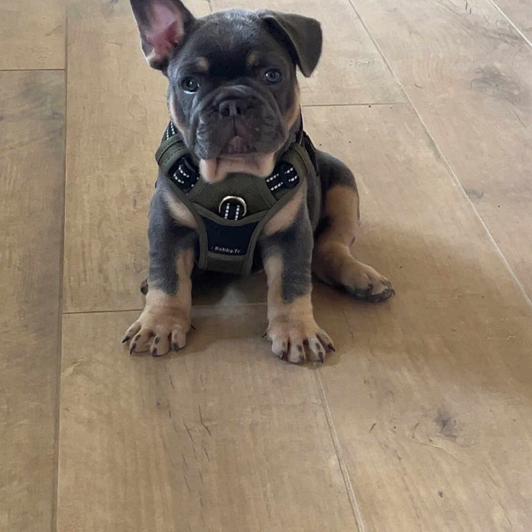 Baloo