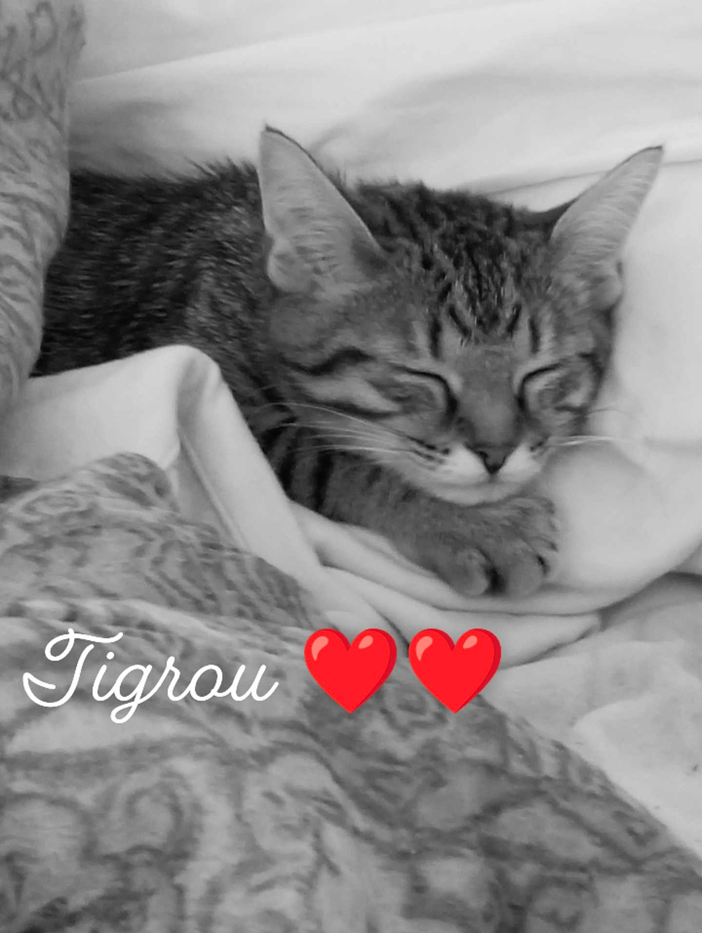 Tigrou