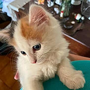 Pipa a rejoint le concours — aidez-le/la à gagner de superbes lots ! kitten, cat, animal, pet, fur, white, orange, indoor, table, flowers, vase, soft, cute, curious, small, feline, domestic, cozy, holding, closeup