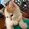 kitten, cat, animal, pet, fur, white, orange, indoor, table, flowers, vase, soft, cute, curious, small, feline, domestic, cozy, holding, closeup