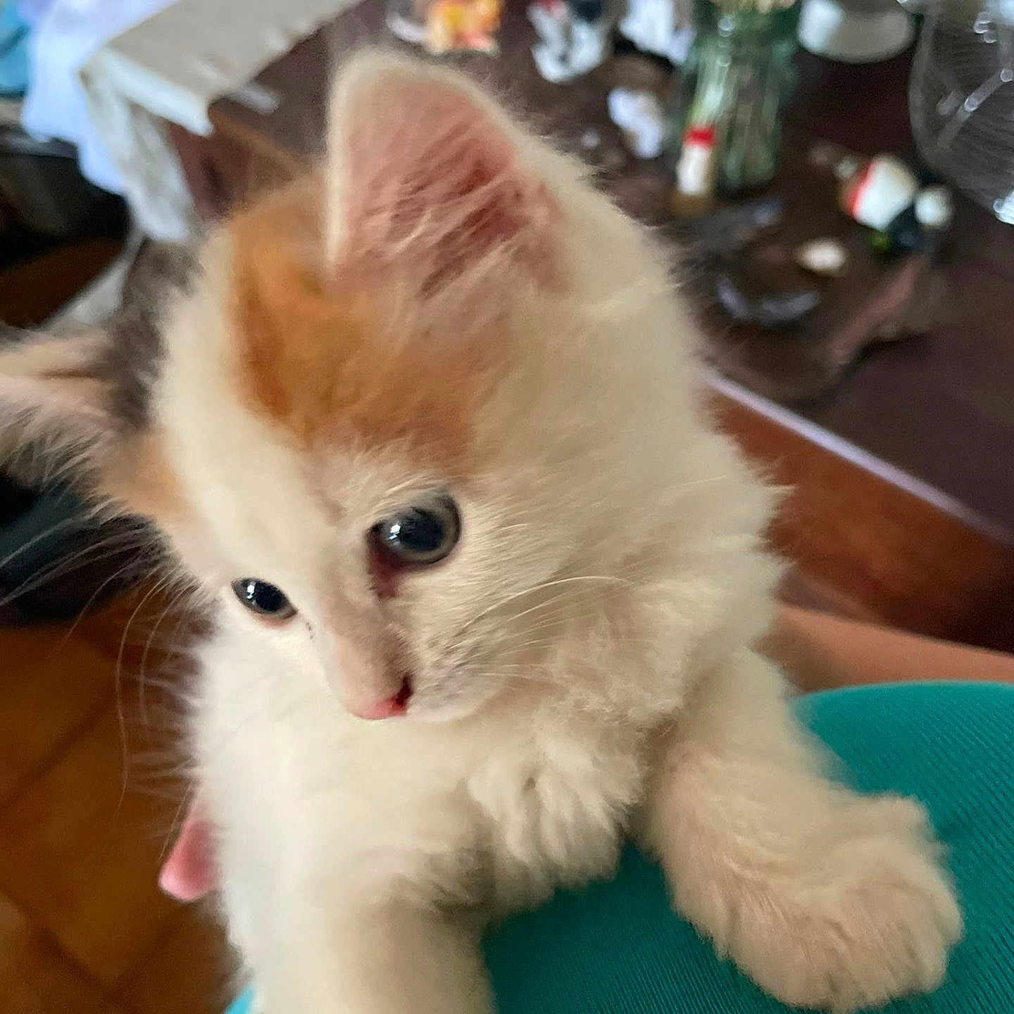 Pipa a rejoint le concours — aidez-le/la à gagner de superbes lots ! kitten, cat, animal, pet, fur, white, orange, indoor, table, flowers, vase, soft, cute, curious, small, feline, domestic, cozy, holding, closeup