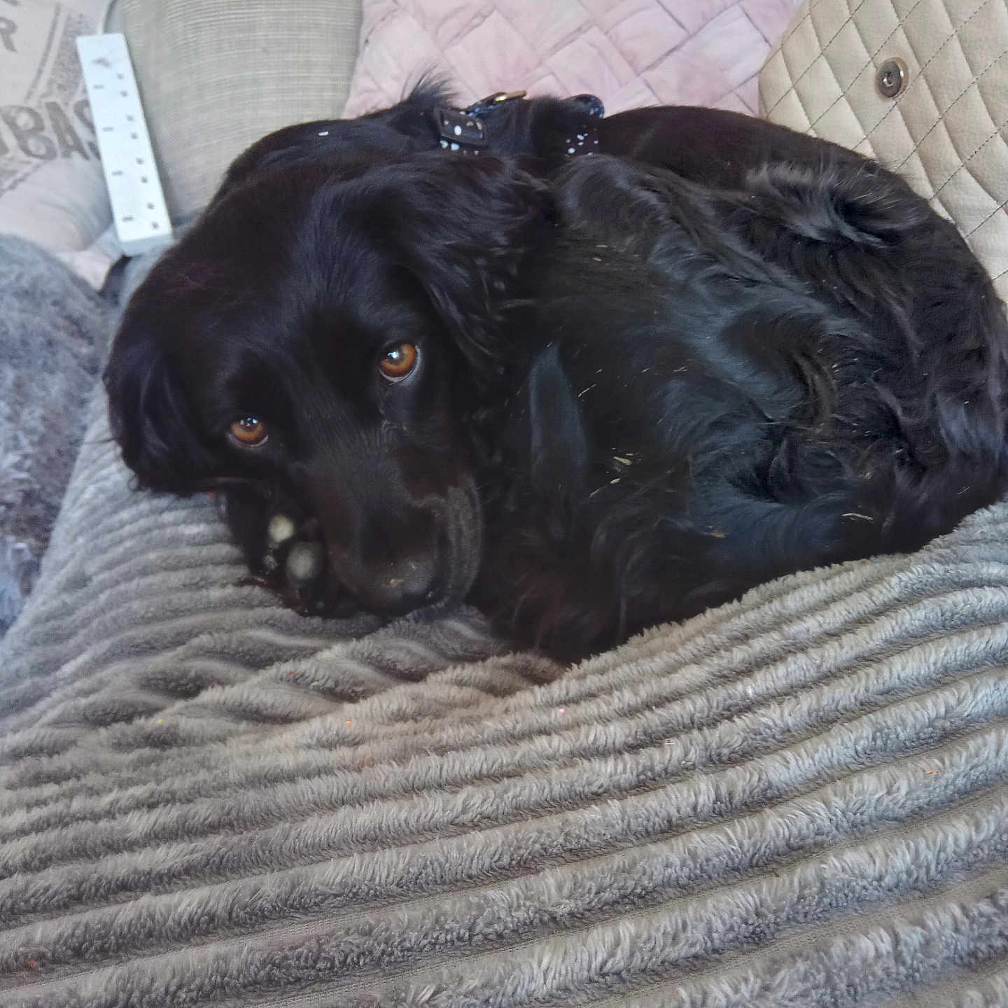 Esta is registered to the contest to win money with this photo: animal, bed, bedroom, blanket, canine, chair, cockerspaniel, couch, cushion, dog, furniture, homedecor, hound, indoors, labradorretriever, linen, pet, puppy, room, slate
