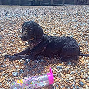 Esta is registered to the contest to win money with this photo: animal, ball, bottle, can, canine, cockerspaniel, dog, gravel, hound, pebble, pet, puppy, road, rock, slate, sport, tennis, tennisball, tin, waterbottle
