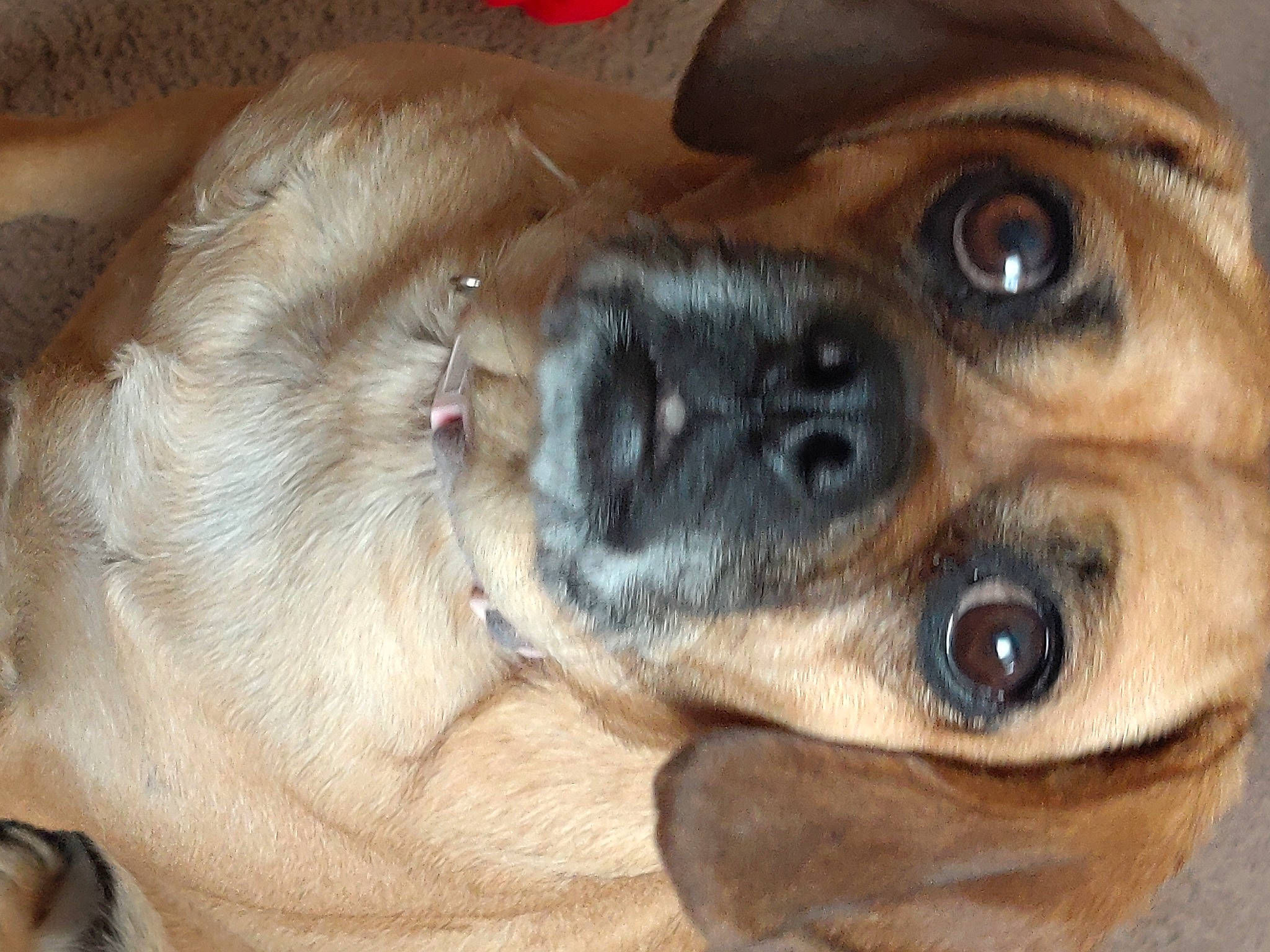 Chelsea is registered to the contest to win money with this photo: canidae, carnivore, companion_dog, dog, dog_breed, ear, fawn, fur, iris, liver, non_sporting_group, paw, puppy, snout, sporting_group, terrestrial_animal, toy_dog, whiskers, working_animal, wrinkle