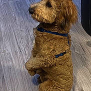 Biscuit is registered to the contest to win money with this photo: dog, brown_dog, indoor, wooden_floor, pet, sitting, fluffy, harness, canine, domestic_animal, fur, side_view, flooring, household, animal, companion, cute, alert, mammal, furniture
