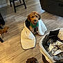 Biscuit is registered to the contest to win money with this photo: dog, blanket, toy, floor, wooden_floor, trash_bin, indoor, furniture, couch, pet, brown_dog, curious, cozy, wrapped, messy, plastic, foil, leash, green_harness, home