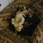 Loca is registered to the contest to win money with this photo: blanket, cable, cat, cozy, dim_lighting, fluffy_cat, fur, indoor, living_room, patterned, paws, pillow, power_outlet, reclining, relaxed, sleeping, sofa, throw_blanket, upholstery, whiskers