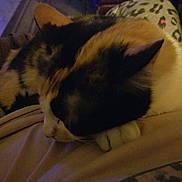 Loca joined the competition — help win amazing prizes! cat, calico, sleeping, lap, person, clothing, patterned, leopard_print, indoor, cozy, pet, feline, resting, warm, soft, fur, close_up, dim_light, relaxing, home