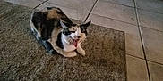 Loca joined the competition — help win amazing prizes! cat, calico, yawning, animal, pet, feline, indoor, carpet, rug, tile_floor, resting, mouth_open, whiskers, ears, fur, home, floor, cute, relaxed, domestic