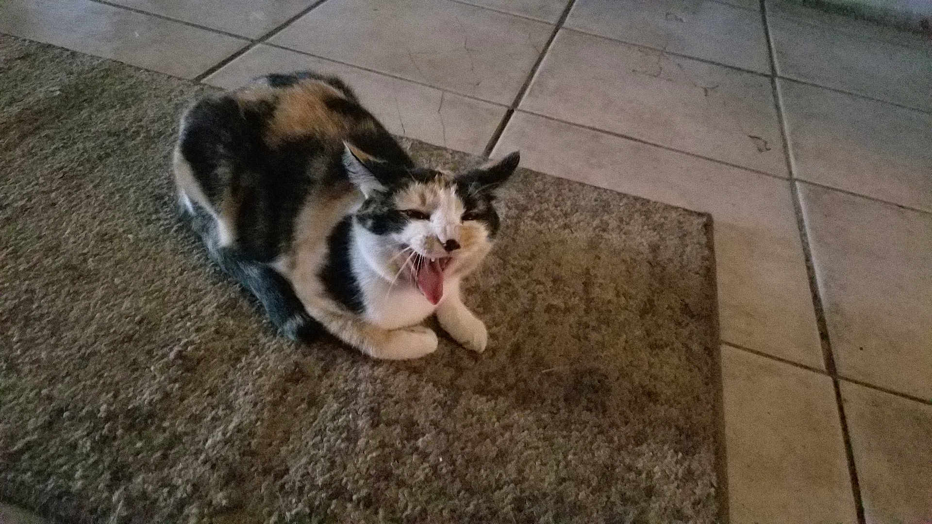 Loca joined the competition — help win amazing prizes! cat, calico, yawning, animal, pet, feline, indoor, carpet, rug, tile_floor, resting, mouth_open, whiskers, ears, fur, home, floor, cute, relaxed, domestic