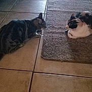 Loca is registered to the contest to win money with this photo: cat, cats, animal, pets, floor, tile_floor, rug, indoor, two_animals, looking, curious, feline, domestic_cat, resting, quiet, home, shadows, tail, ears, whiskers