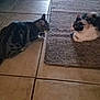 Loca is registered to the contest to win money with this photo: animal, cat, cats, curious, domestic_cat, ears, feline, floor, home, indoor, looking, pets, quiet, resting, rug, shadows, tail, tile_floor, two_animals, whiskers
