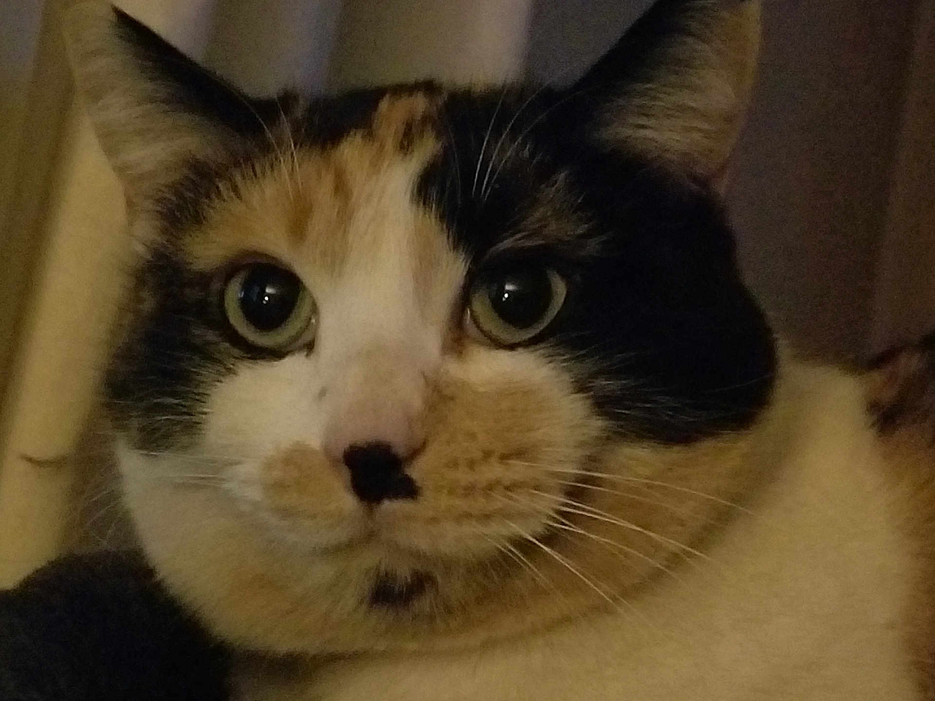 Loca is registered to the contest to win money with this photo: abyssinian, animal, brasssection, cat, horn, kitten, manx, musicalinstrument, pet, siamese, snout