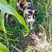 Loca is registered to the contest to win money with this photo: animal, calico_cat, cat, closeup, corn_stalks, curious, daylight, feline, field, grass, greenery, ground, leaf, mammal, nature, outdoor, pet, plants, walking, wildlife