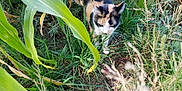 Loca is registered to the contest to win money with this photo: animal, calico_cat, cat, closeup, corn_stalks, curious, daylight, feline, field, grass, greenery, ground, leaf, mammal, nature, outdoor, pet, plants, walking, wildlife