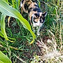 Loca is registered to the contest to win money with this photo: animal, calico_cat, cat, closeup, corn_stalks, curious, daylight, feline, field, grass, greenery, ground, leaf, mammal, nature, outdoor, pet, plants, walking, wildlife