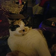 Loca is registered to the contest to win money with this photo: animal, background, calico_cat, cat, close_up, couch, cozy, dim_lighting, domestic, feline, fur, furniture, home, indoor, pet, relaxed, remote_control, resting, table, whiskers