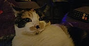 Loca is registered to the contest to win money with this photo: animal, background, calico_cat, cat, close_up, couch, cozy, dim_lighting, domestic, feline, fur, furniture, home, indoor, pet, relaxed, remote_control, resting, table, whiskers