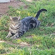 Marbles is registered to the contest to win money with this photo: alert, animal, cat, closeup, daylight, eyes, feline, fur, grass, ground, lying_down, mammal, nature, outdoor, pet, relaxed, striped, tabby, tail, wildlife