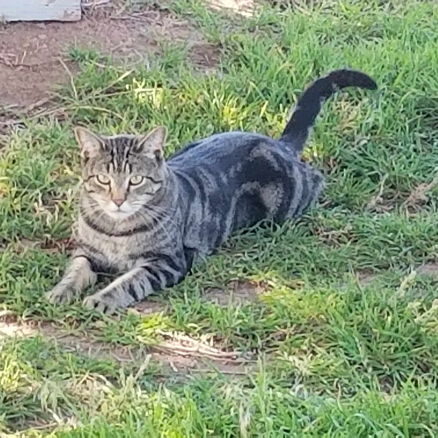 Marbles is registered to the contest to win money with this photo: alert, animal, cat, closeup, daylight, eyes, feline, fur, grass, ground, lying_down, mammal, nature, outdoor, pet, relaxed, striped, tabby, tail, wildlife