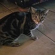 Marbles joined the competition — help win amazing prizes! cat, tabby, pet, animal, floor, tile, indoor, curious, whiskers, fur, mammal, domestic, looking, sitting, eyes, tail, quiet, home, feline, paws