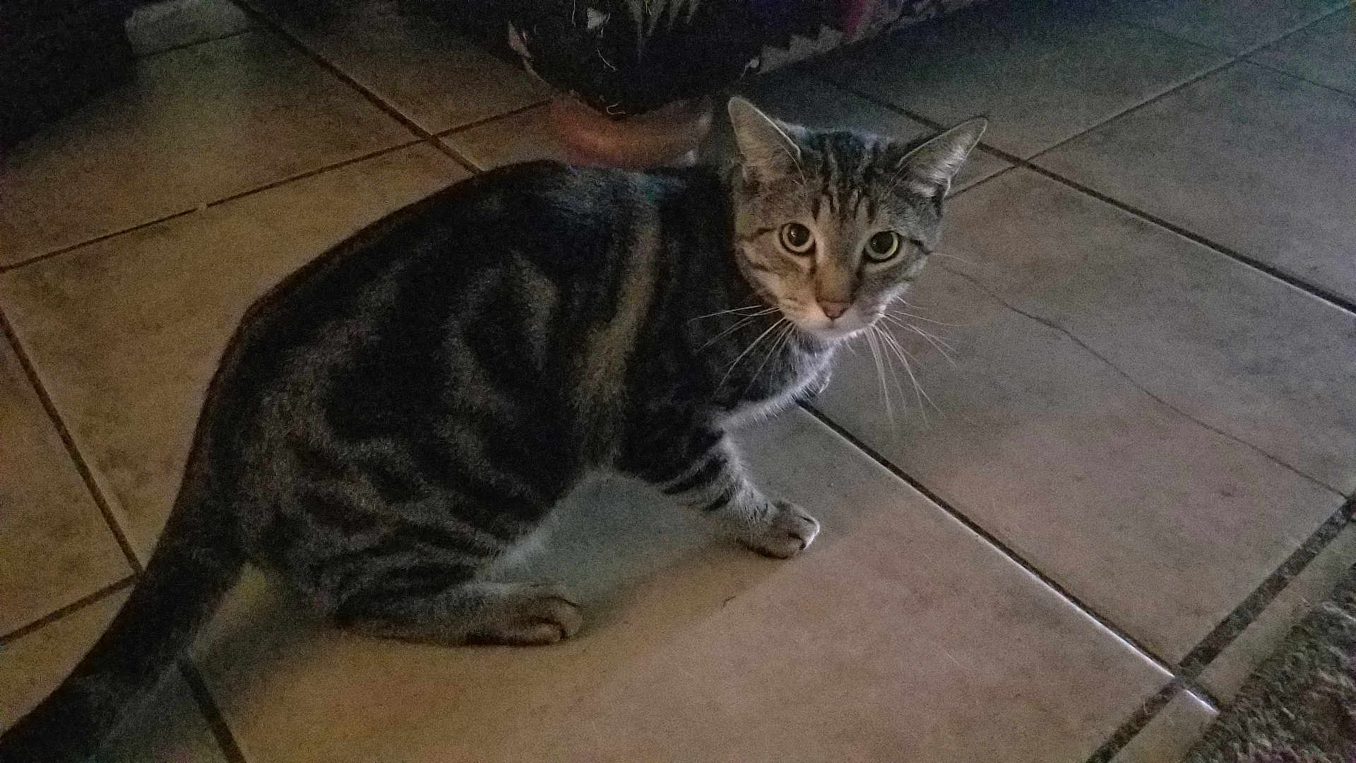 Marbles joined the competition — help win amazing prizes! cat, tabby, pet, animal, floor, tile, indoor, curious, whiskers, fur, mammal, domestic, looking, sitting, eyes, tail, quiet, home, feline, paws