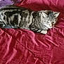 Marbles is registered to the contest to win money with this photo: abyssinian, animal, bed, bedroom, blanket, cat, couch, cushion, egyptiancat, furniture, homedecor, indoors, kitten, linen, manx, pet, purple, quilt, room, velvet