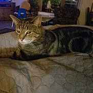 Marbles is registered to the contest to win money with this photo: bed, blanket, cat, cozy, domestic_cat, ears, face, furniture, indoor, living_room, lounging, low_light, pet, portrait, quilting, sofa, striped_fur, tabby_cat, television, whiskers