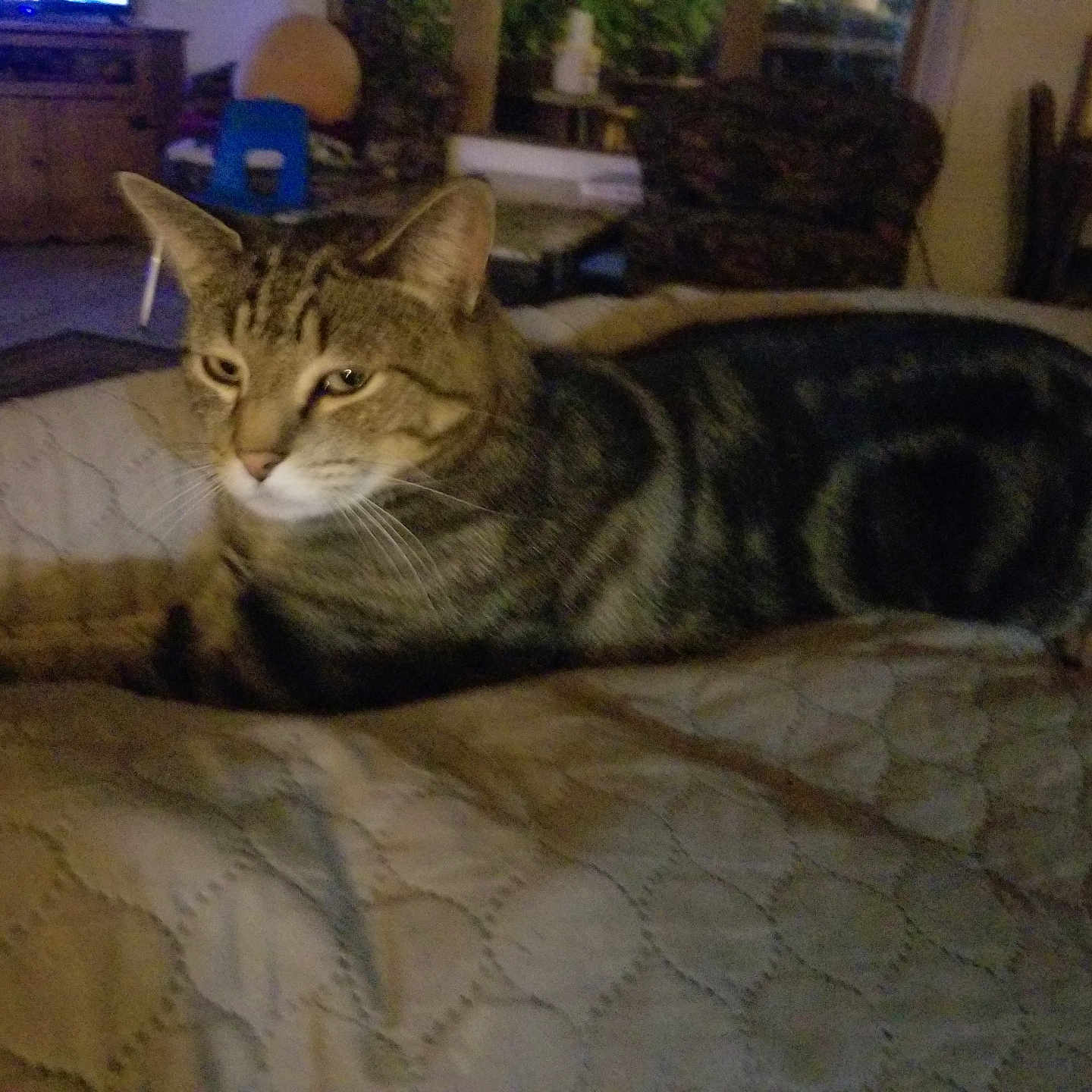 Marbles is registered to the contest to win money with this photo: bed, blanket, cat, cozy, domestic_cat, ears, face, furniture, indoor, living_room, lounging, low_light, pet, portrait, quilting, sofa, striped_fur, tabby_cat, television, whiskers