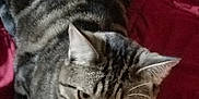 Marbles is registered to the contest to win money with this photo: abyssinian, animal, bed, bedroom, blanket, cat, couch, cushion, dye, egyptiancat, furniture, homedecor, indoors, kitten, manx, person, pet, purple, sleeping, velvet