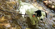 Snoop joined the competition — help win amazing prizes! dog, stream, water, rocks, leash, outdoor, nature, sunlight, small_dog, black_and_white, animal, pet, curious, shallow_water, riverbed, daylight, wet, standing, canine, playful
