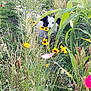 Snoop is registered to the contest to win money with this photo: dog, wildflowers, greenery, nature, outdoor, plants, yellow_flowers, pink_flower, grass, bushes, pathway, canine, summer, garden, flora, shy, black_and_white, animal, field, pet
