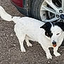 Snoop is registered to the contest to win money with this photo: accessories, alloywheel, animal, canine, car, carwheel, dog, gravel, hound, machine, pet, puppy, road, soil, spoke, strap, tire, transportation, vehicle, wheel