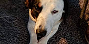 Snoop joined the competition — help win amazing prizes! animal, canine, clothing, dog, hardhat, hardwood, hat, helmet, hound, husky, indoors, interiordesign, person, pet, puppy, racket, sitting, stainedwood, wood, worker
