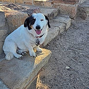 Snoop is registered to the contest to win money with this photo: dog, animal, pet, outdoor, stone, ledge, sunlight, sandy_ground, wall, winking, happy, collar, tongue_out, small_dog, fur, ears, shadow, nature, daylight, sitting