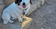 Snoop is registered to the contest to win money with this photo: animal, collar, daylight, dog, ears, fur, happy, ledge, nature, outdoor, pet, sandy_ground, shadow, sitting, small_dog, stone, sunlight, tongue_out, wall, winking