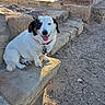 dog, animal, pet, outdoor, stone, ledge, sunlight, sandy_ground, wall, winking, happy, collar, tongue_out, small_dog, fur, ears, shadow, nature, daylight, sitting