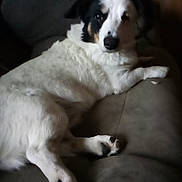 Snoop is registered to the contest to win money with this photo: dog, white_dog, black_and_white, pet, couch, indoor, relaxed, lying_down, fur, paw, canine, animal, domestic_animal, resting, comfortable, face, looking_at_camera, furniture, cozy, home