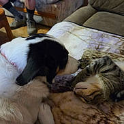Snoop joined the competition — help win amazing prizes! dog, cat, indoor, couch, blanket, pet, animal, tabby_cat, white_dog, black_and_white, relaxed, nuzzling, soft_lighting, furniture, person, table, floor, cozy, companion, friendship