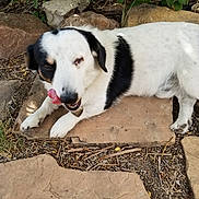 Snoop is registered to the contest to win money with this photo: animal, black_and_white, canine, close_up, dog, dry_twigs, fur, grass, lying_down, muzzle, nature, one_eye_closed, outdoor, paw, pet, playful, rocks, stone_tiles, sunlight, tongue_out