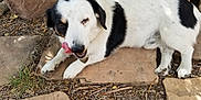 Snoop is registered to the contest to win money with this photo: animal, black_and_white, canine, close_up, dog, dry_twigs, fur, grass, lying_down, muzzle, nature, one_eye_closed, outdoor, paw, pet, playful, rocks, stone_tiles, sunlight, tongue_out
