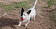 Snoop is registered to the contest to win money with this photo: animal, ball, black_and_white, daytime, dog, fetch, grass, grass_patch, ground, happy, mouth, nature, outdoor, pet, playful, running, sunlight, tail, twig, yard