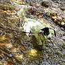 Snoop is registered to the contest to win money with this photo: dog, water, stream, rocks, leash, outdoor, nature, sunlight, reflection, small_dog, black_and_white, standing, curious, shallow_water, animal, pet, riverbed, wet, natural_light, scenery