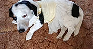 Snoop joined the competition — help win amazing prizes! dog, black_and_white, carpet, yellow_clothing, pet, indoor, lying_down, animal, fur, cute, costume, resting, domestic_animal, one_animal, canine, mammal, clothing, tutu, floor, home